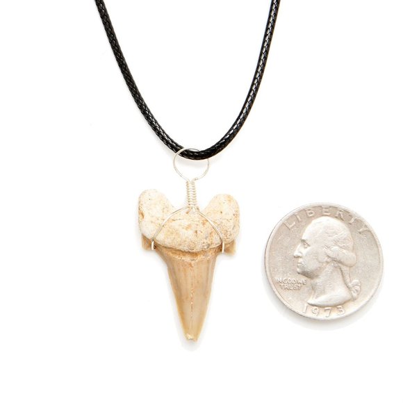 Genuine Fossilized Madagascar Shark Tooth Necklace Fossil Pendant Wire Wrapped - Picture 2 of 8